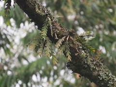 Dendrobium sagittatum