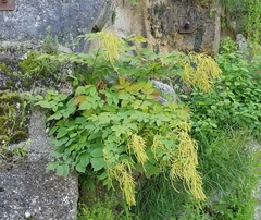 Aruncus dioicus