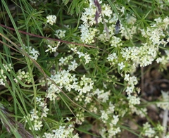 Galium anisophyllon
