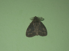 Dasychira chekiangensis