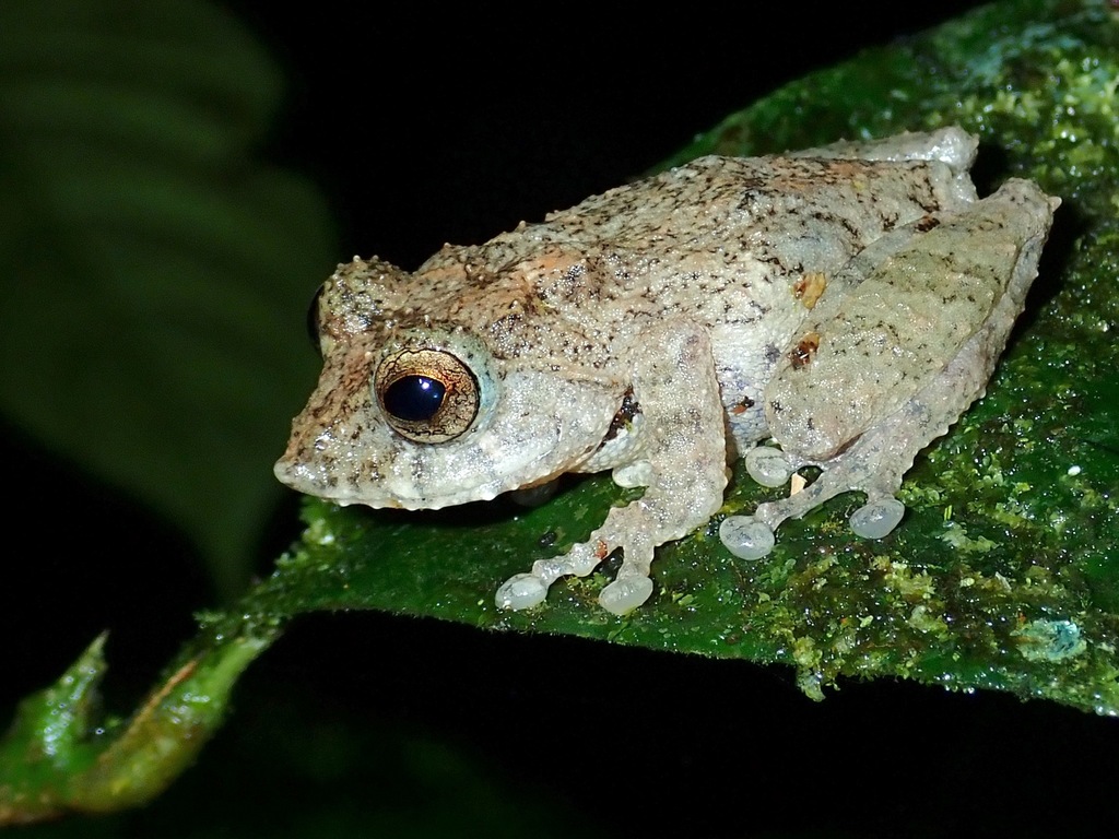 Frilled Tree Frog