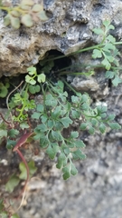 Asplenium ruta-muraria