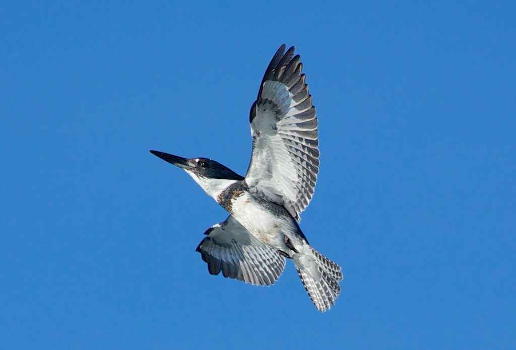 Adirondack Wildlife: The Belted Kingfisher - - The Adirondack Almanack
