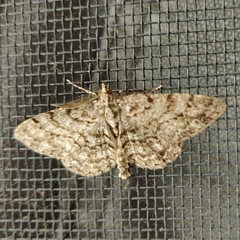 Aethalura intertexta
