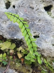 Asplenium trichomanes