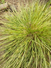 Carex secalina