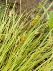 Carex secalina