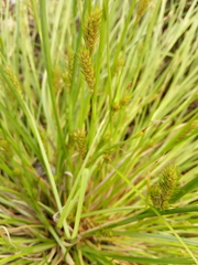 Carex secalina
