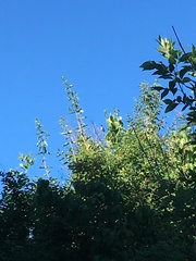 Dumetella carolinensis