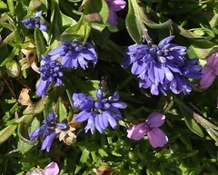 Polygala alpestris
