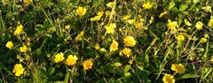 Potentilla stolonifera