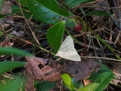 Chytolita morbidalis