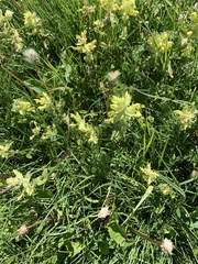 Rhinanthus alectorolophus