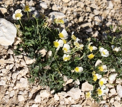 Ranunculus seguieri seguieri