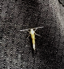 Argyresthia goedartella