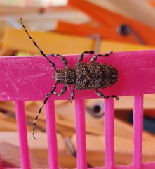 Aegomorphus clavipes