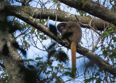 Callicebus nigrifrons