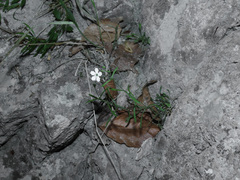 Heliosperma pusillum