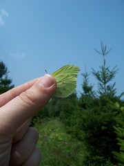 Gonepteryx aspasia