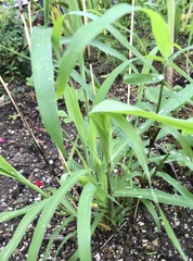 Cymbopogon nardus