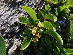 Rhamnus pumila