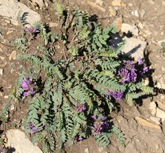 Oxytropis montana
