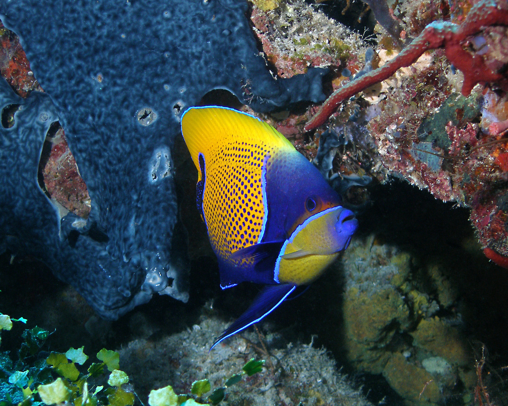 Photo of Majestic angelfish (Pomacanthus navarchus)