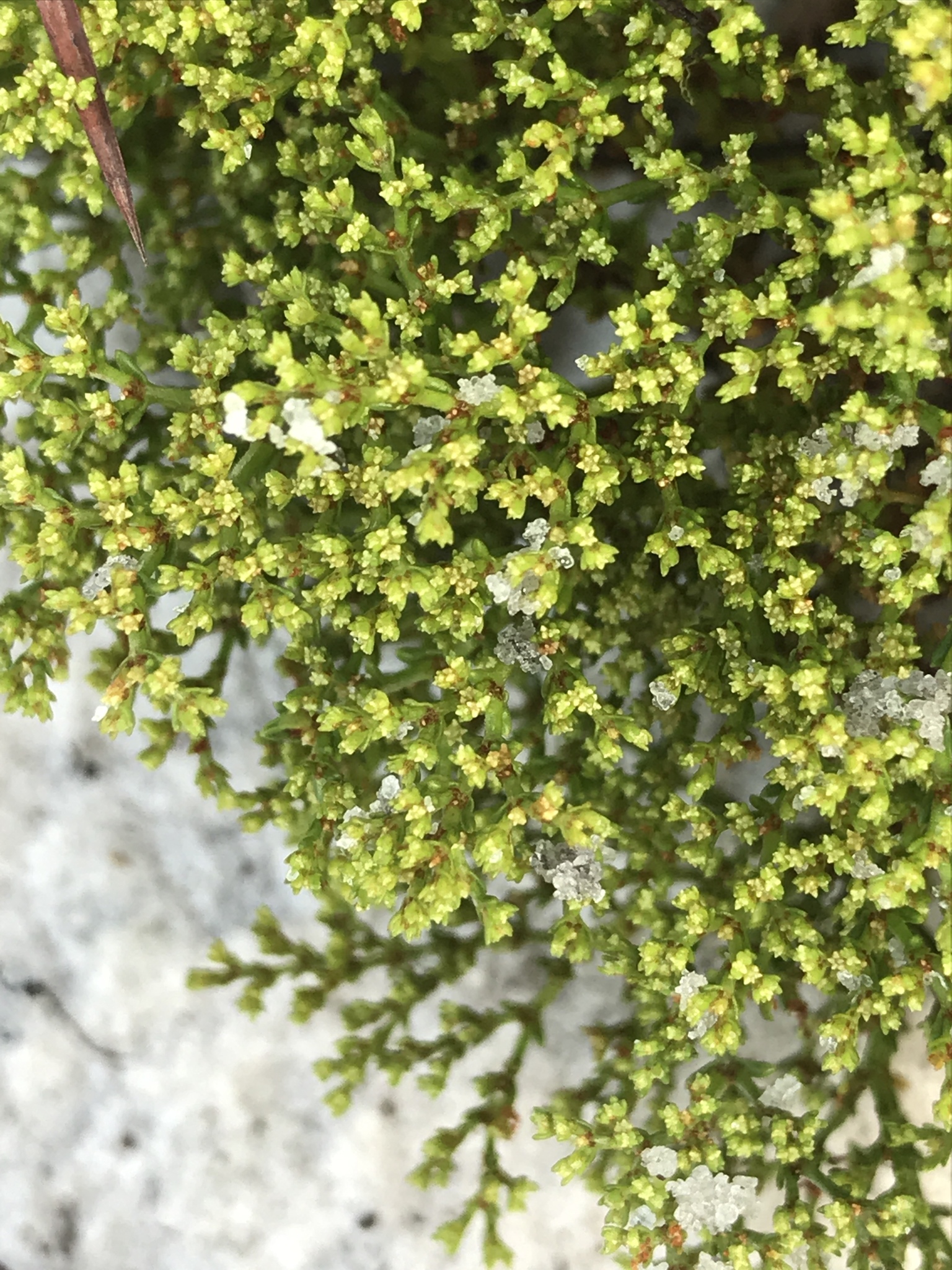Paronychia chartacea