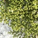 Paronychia chartacea - Photo (c) Jenna Atma,  זכויות יוצרים חלקיות (CC BY-NC), הועלה על ידי Jenna Atma