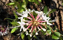 Rhododendron canescens image