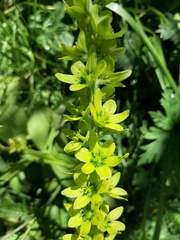 Veratrum lobelianum