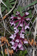 Daphne striata