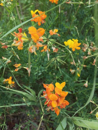 Lotus corniculatus iNat (1)