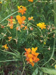Lotus corniculatus