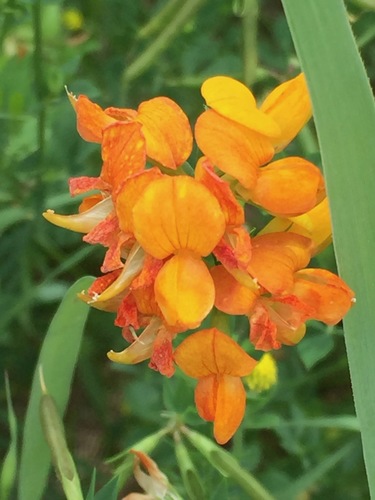 Lotus corniculatus