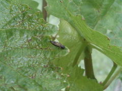 Agrilus derasofasciatus