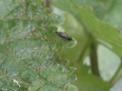 Agrilus derasofasciatus