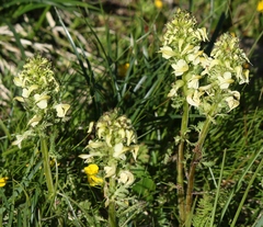 Pedicularis elongata