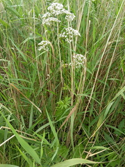 Valeriana officinalis