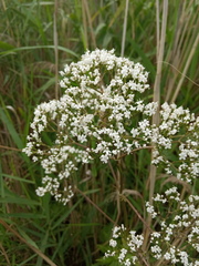 Valeriana officinalis