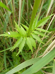 Valeriana officinalis