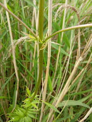Valeriana officinalis