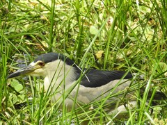 Nycticorax nycticorax image