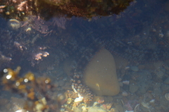 Astrometis sertulifera