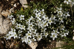 Arenaria ciliata