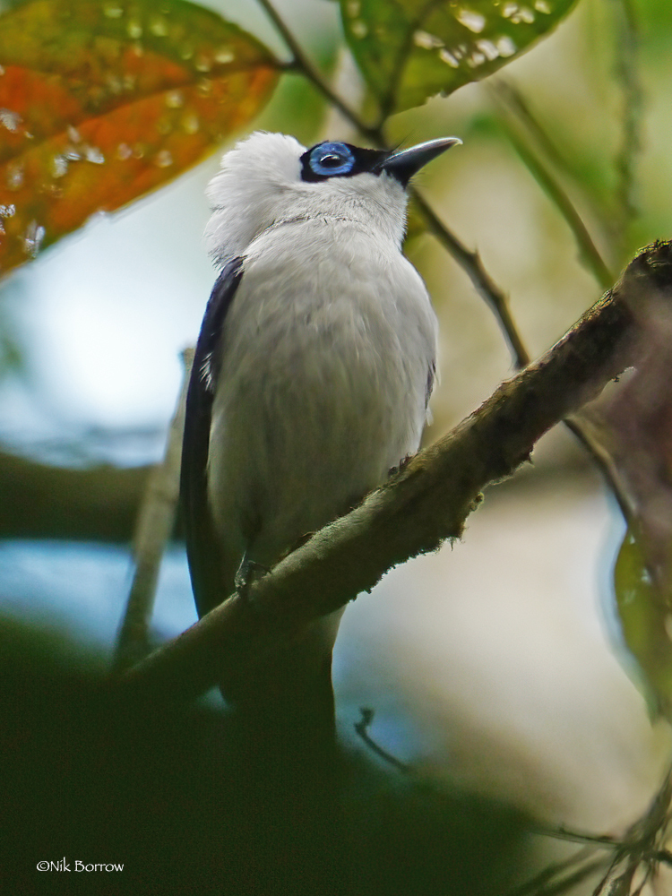 Frilled Monarch