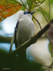 Arses telescopthalmus