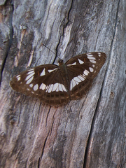 Limenitis doerriesi