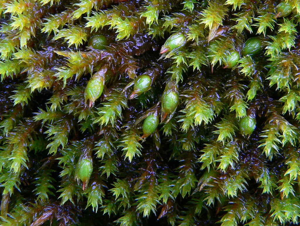 Braunia imberbis