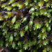 Braunia imberbis - Photo 由 John Walter 所上傳的 (c) John Walter，保留部份權利CC BY-NC